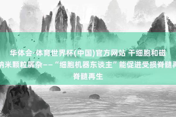 华体会·体育世界杯(中国)官方网站 干细胞和磁电纳米颗粒羼杂——“细胞机器东谈主”能促进受损脊髓再生
